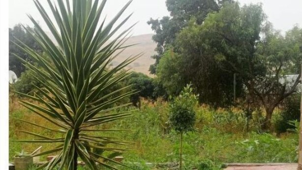 Ein Garten mit einer Palme in einem Holztopf, umgeben von Gras und Bäumen.
