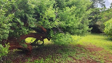 Apartamento | 3 quartos