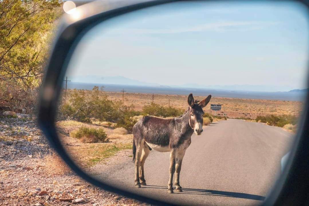 Un burro parado en una carretera con vista despejada del paisaje circundante.