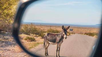 Un burro parado en una carretera con vista despejada del paisaje circundante.