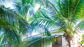 A building with a bamboo fence, palm trees, and air conditioning units. - Playa Linda Surf Hotel (Tamanique)