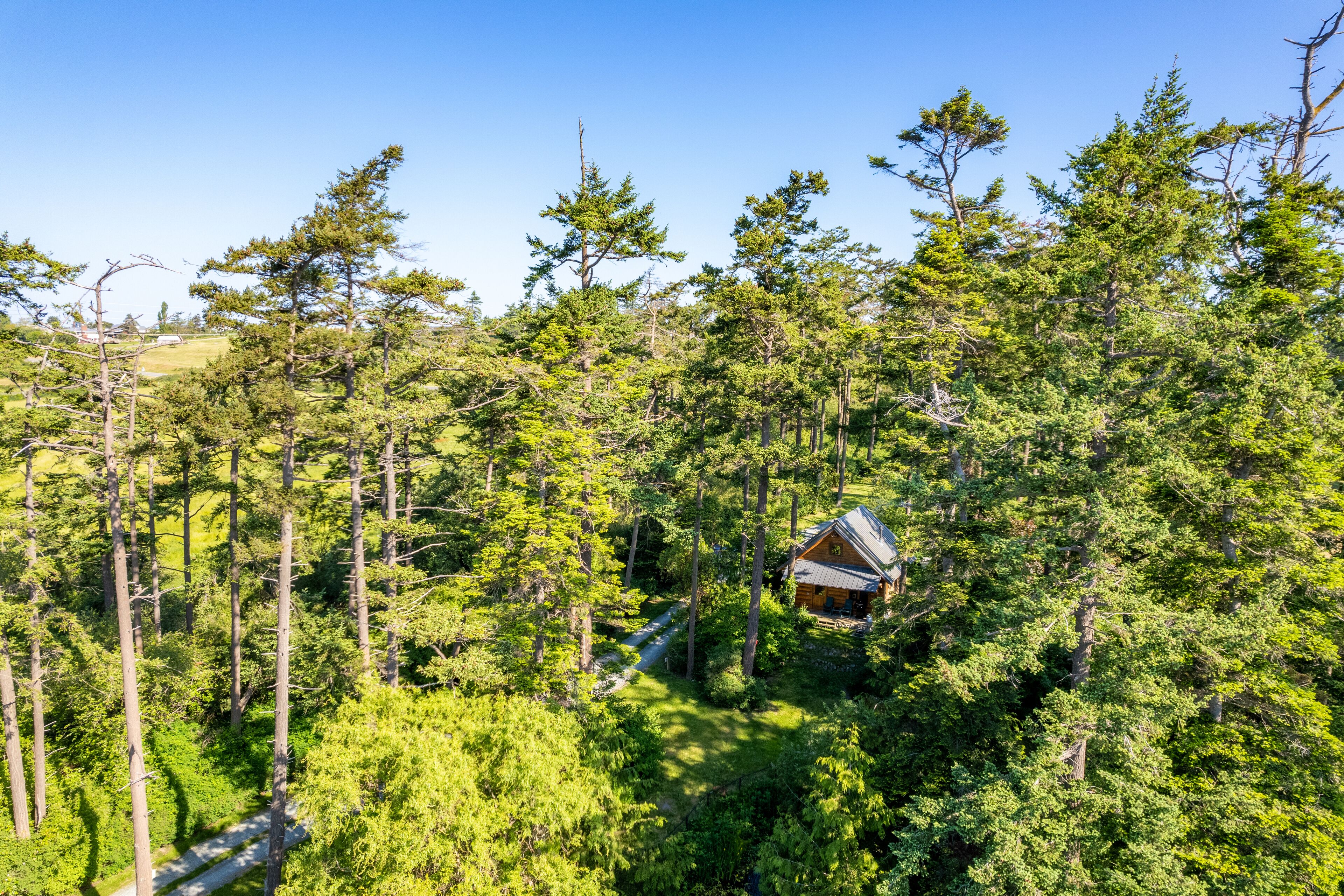 A cabin surrounded by dense forest with a clear sky.