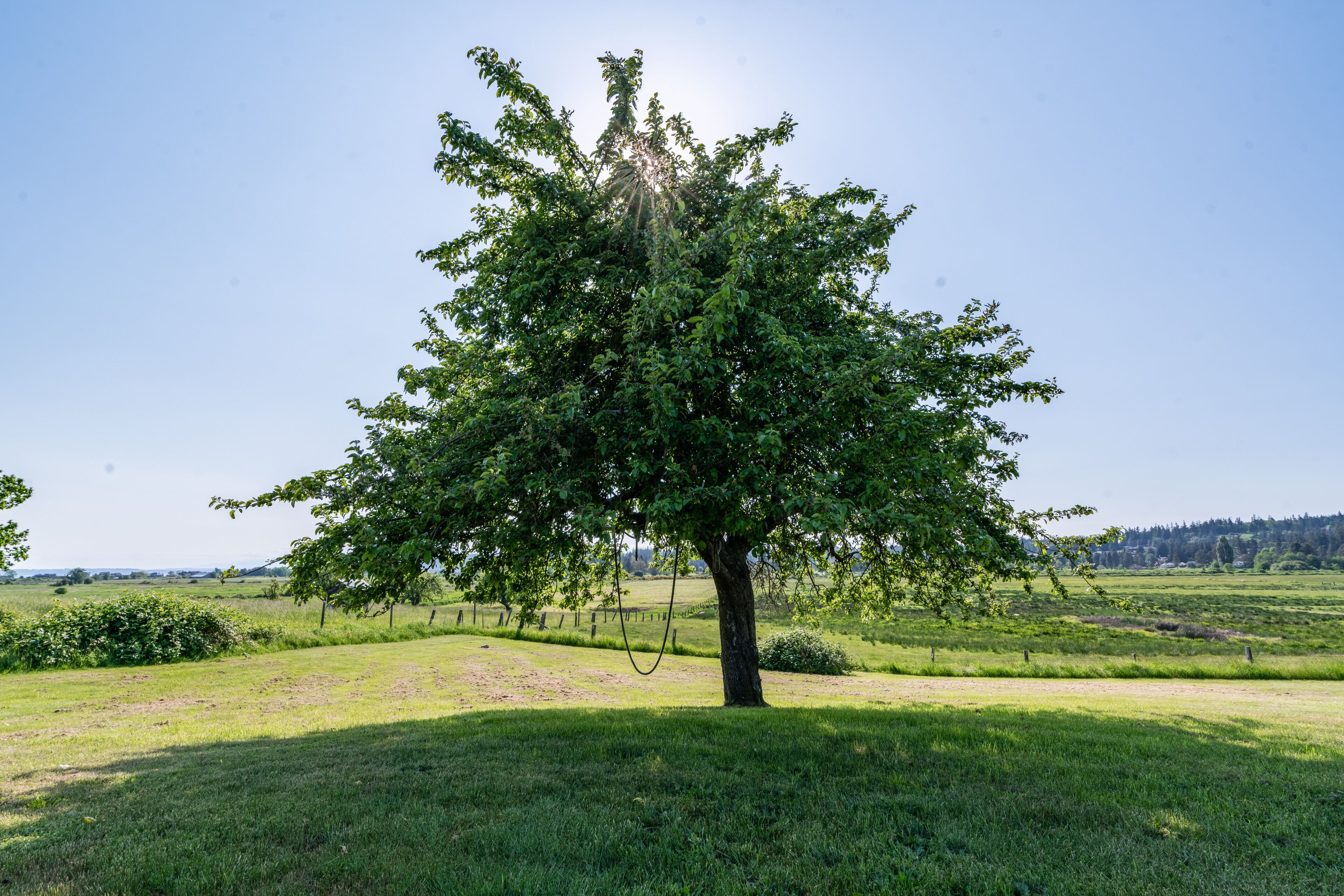 Un árbol en un campo cubierto de hierba con cielo despejado.