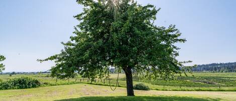 Un árbol en un campo cubierto de hierba con cielo despejado.