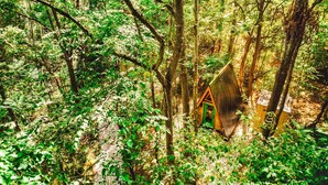 Une petite cabane en bois, nichée au cœur d’une forêt dense.