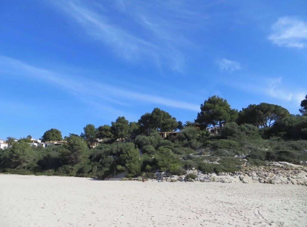 A beach with sandy shores and dense greenery in the background.