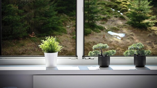 Une fenêtre ornée de trois plantes en pot, posées sur un rebord, donnant sur une zone boisée avec des arbres denses et un ruisseau visible.