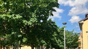 Un sendero bordeado de árboles y bancos, que conduce a un edificio de fachada amarilla.