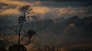 Un albero con degli uccelli appollaiati sullo stesso, su uno sfondo di nuvole e un paesaggio montuoso.