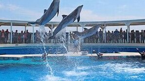 Eine Delfinvorführung an einem Pool mit überdachtem Zuschauerbereich.