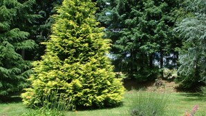 A garden with a variety of trees, including a prominent yellow conifer and a tall evergreen. - Maison de Campagne (Saint-Amans-Valtoret)