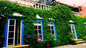 Un edificio con puertas y ventanas azules, cubierto de hiedra verde.