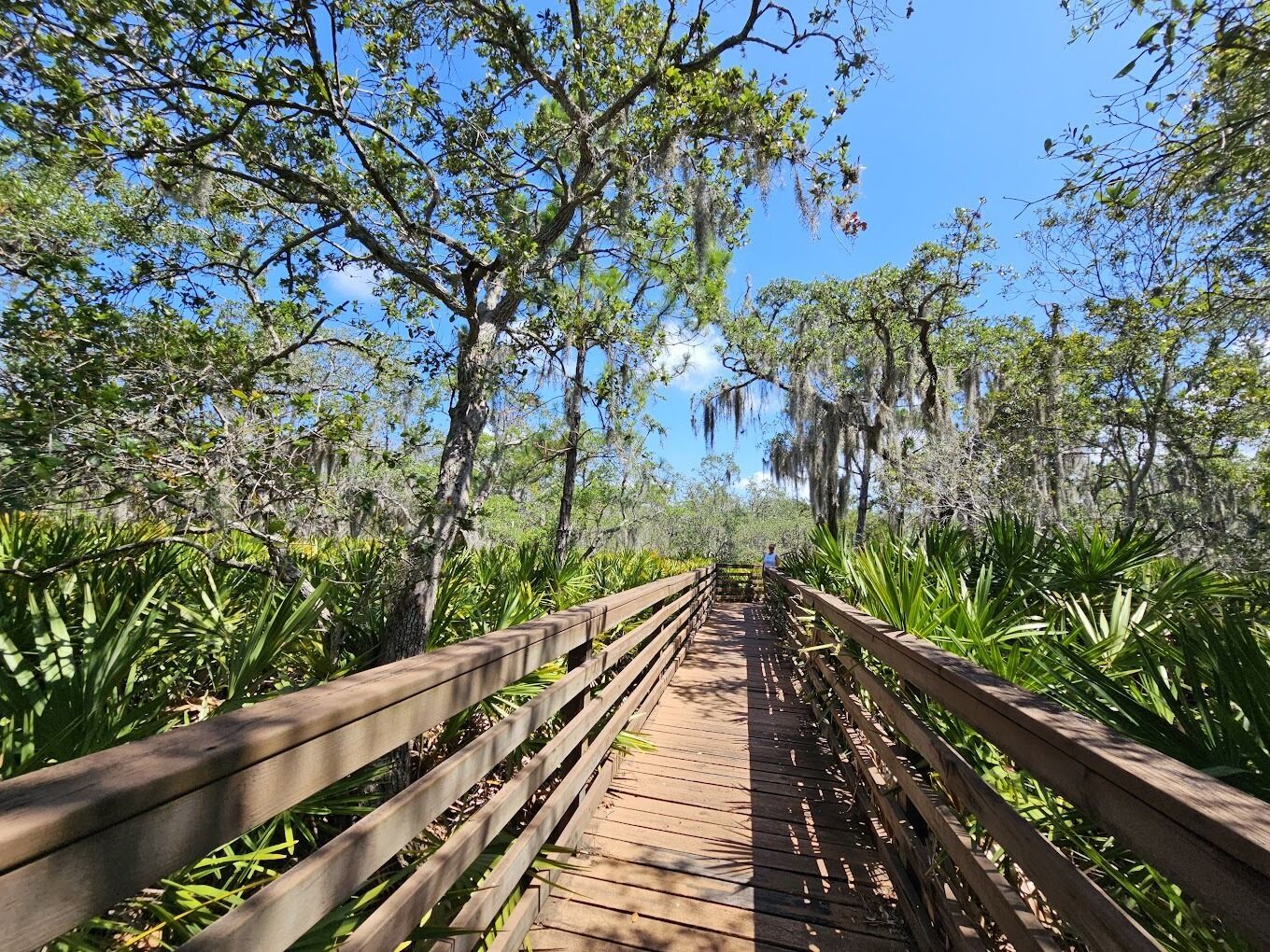 A wooden boardwalk surrounded by lush greenery and trees with hanging moss.