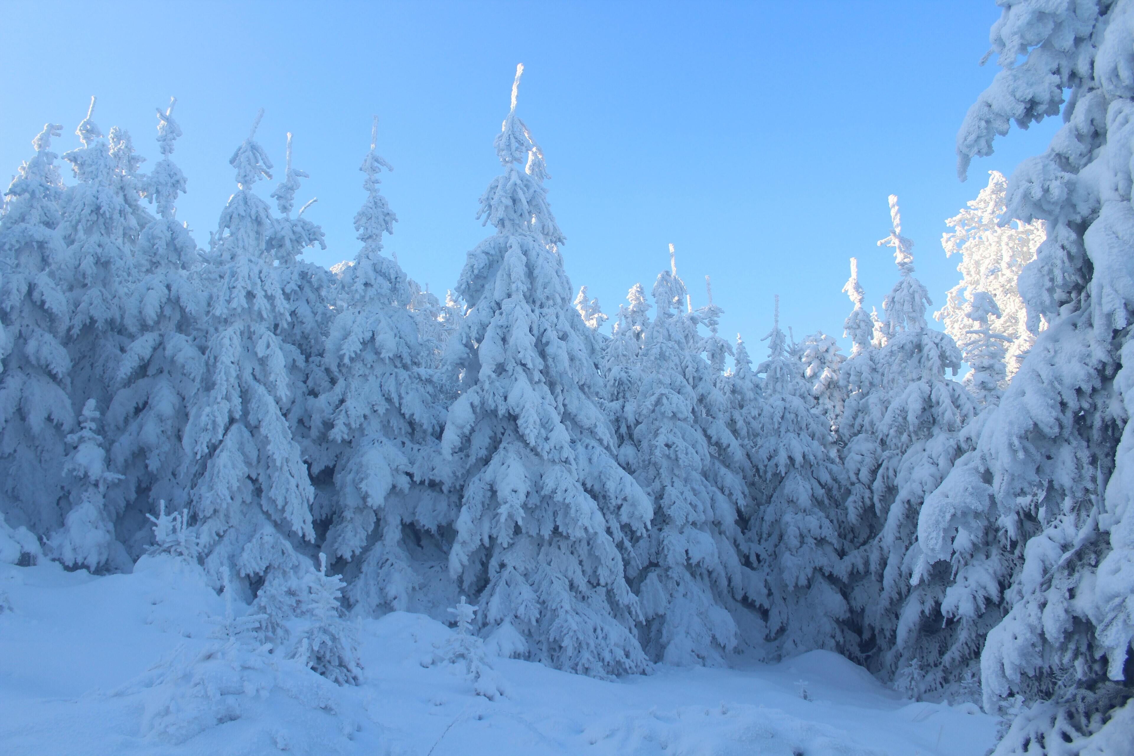 Paesaggio innevato con fitti alberi sempreverdi.
