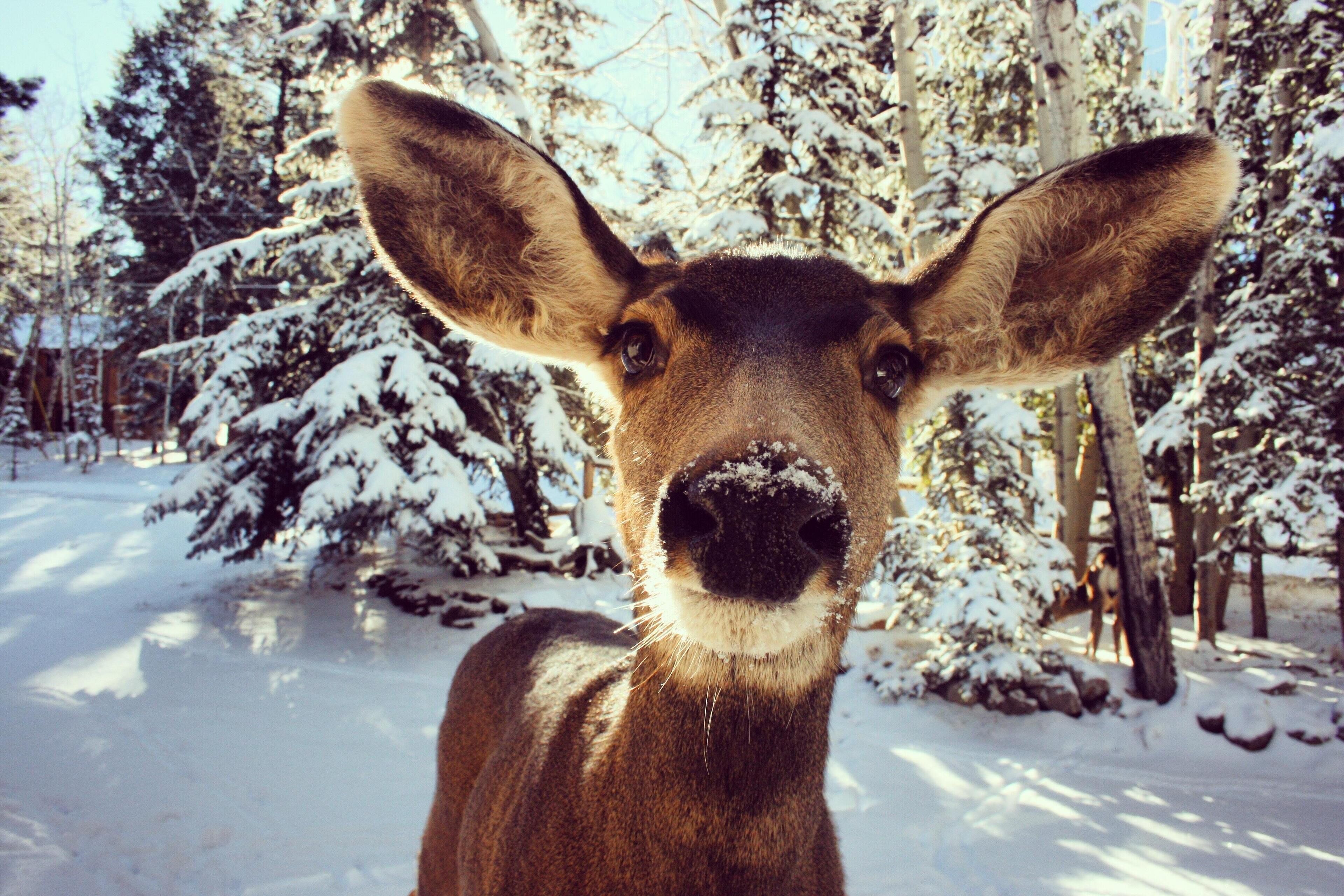 A deer in a snowy forest.
