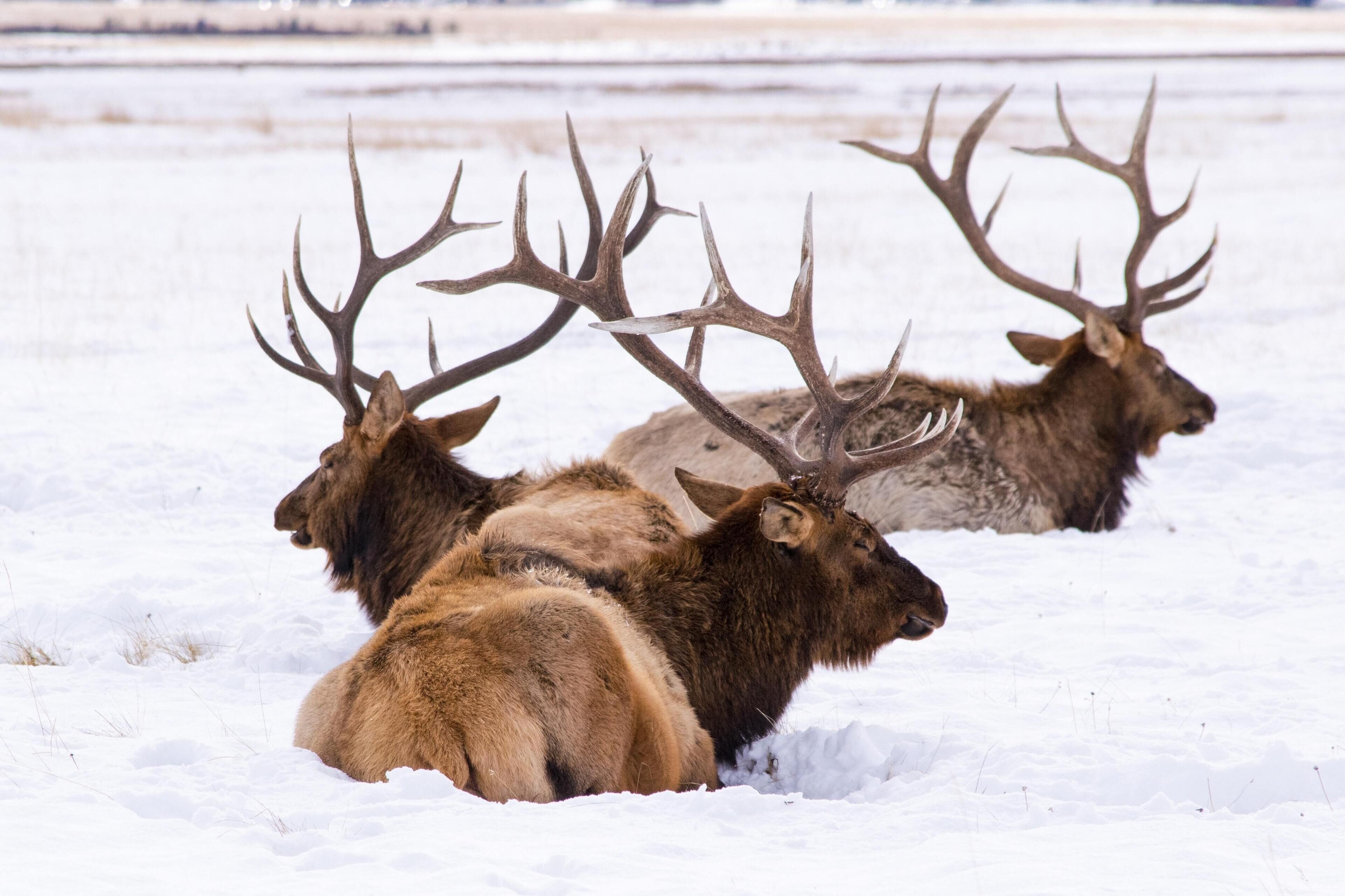 A group of elk resting in a snowy field.