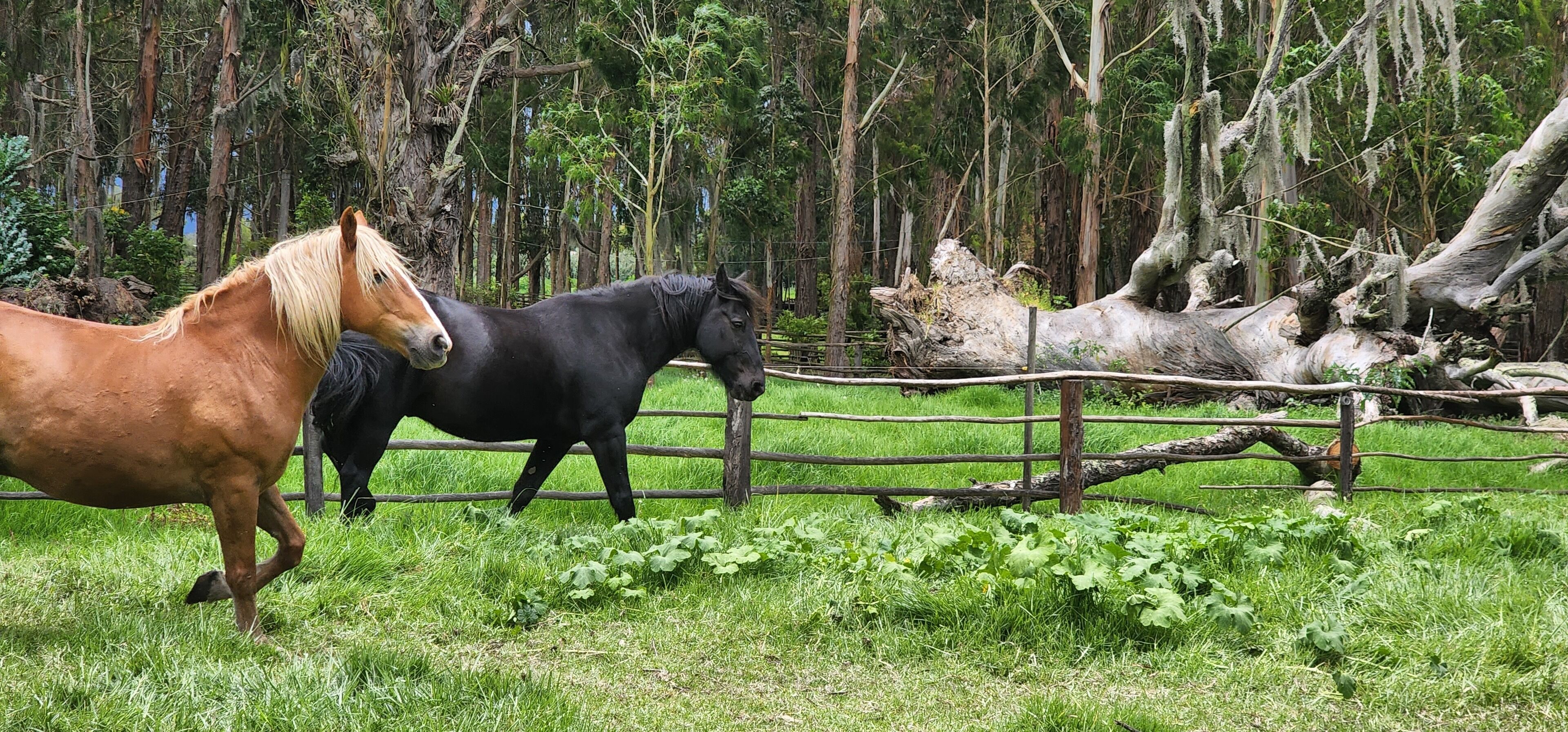 Tres caballos en un recinto cubierto de hierba, con una cerca de madera y árboles al fondo.