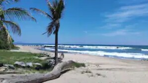 A beach with a palm tree and ocean waves.