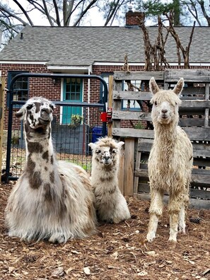 Three alpacas in a fenced enclosure with a brick building and wooden fence in the background.