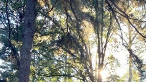A house surrounded by trees with sunlight filtering through. - Atlanta Llama Luxury Cottage (Atlanta)