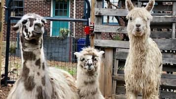 Overnattingsstedets uteområder