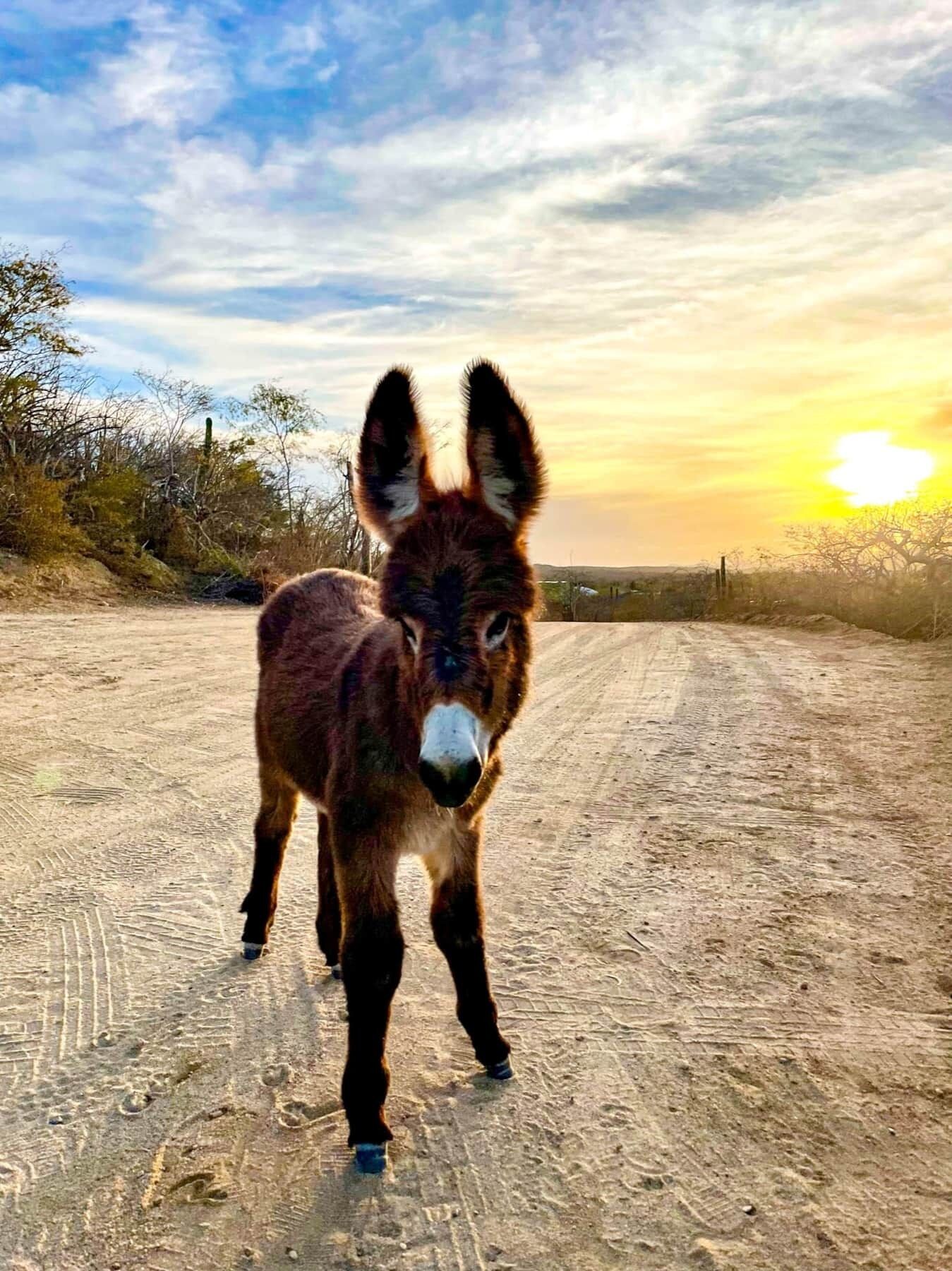 A donkey standing on a dirt road with a sunset in the background.
