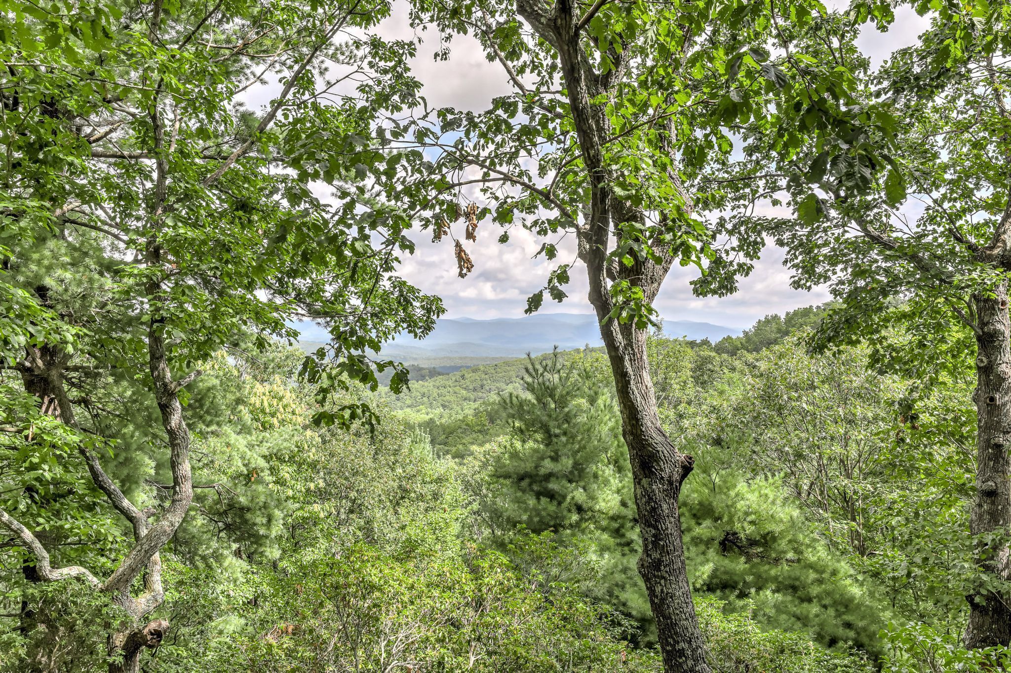 A dense forest with a variety of trees and a distant mountain range.