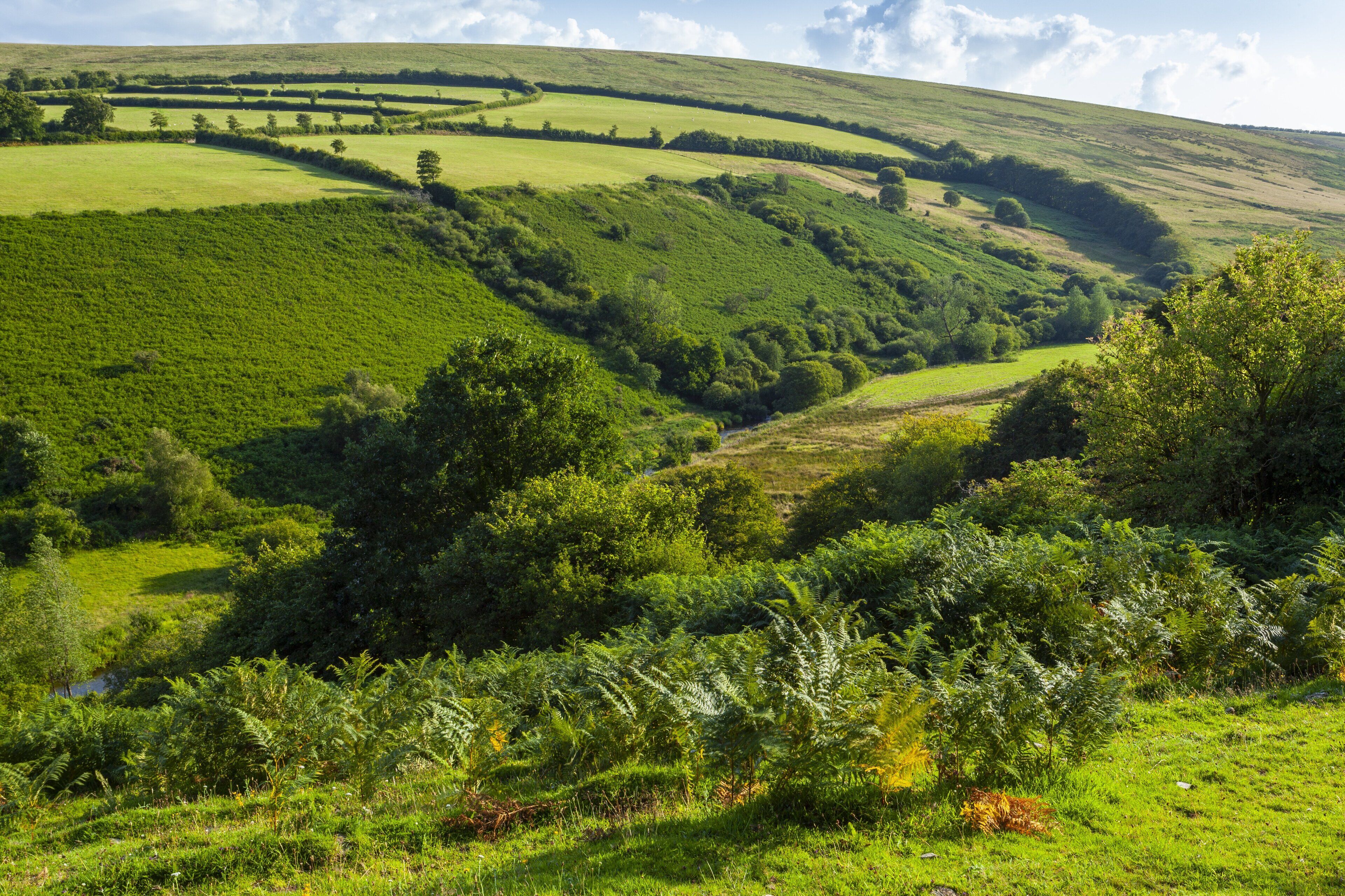 Eine üppige, grüne Landschaft mit sanften Hügeln und dichter Vegetation.