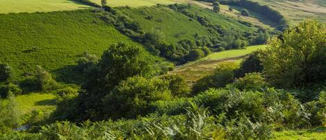 Eine üppige, grüne Landschaft mit sanften Hügeln und dichter Vegetation.