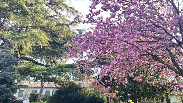 A tree with pink blossoms in a park setting.