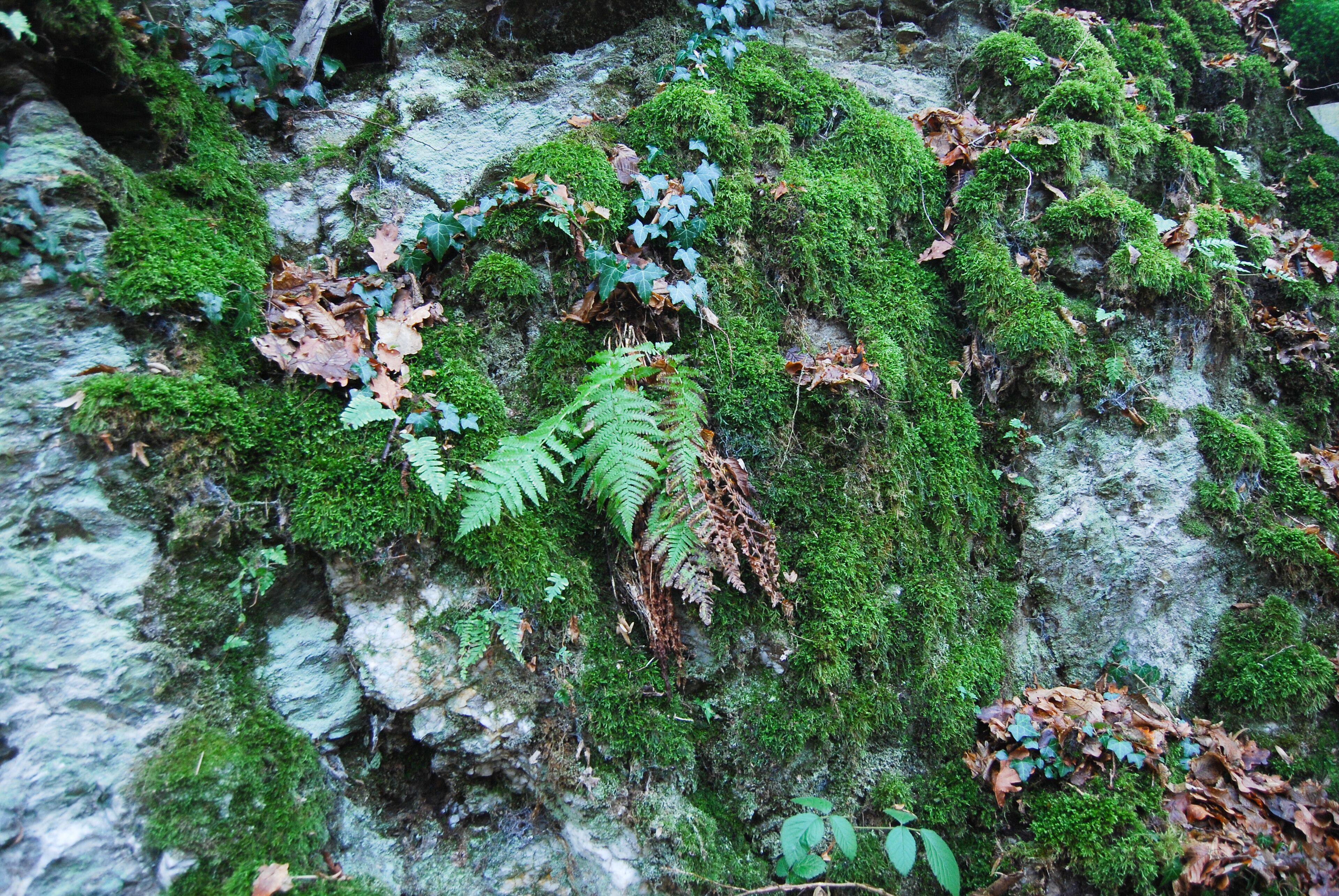 A moss-covered rock surface with ferns and fallen leaves.