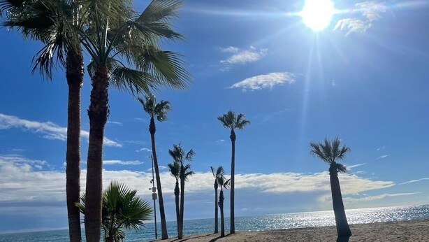 A beach with palm trees and a clear sky.