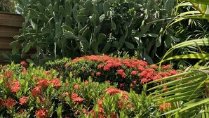 A garden with a large cactus and red flowering plants.
