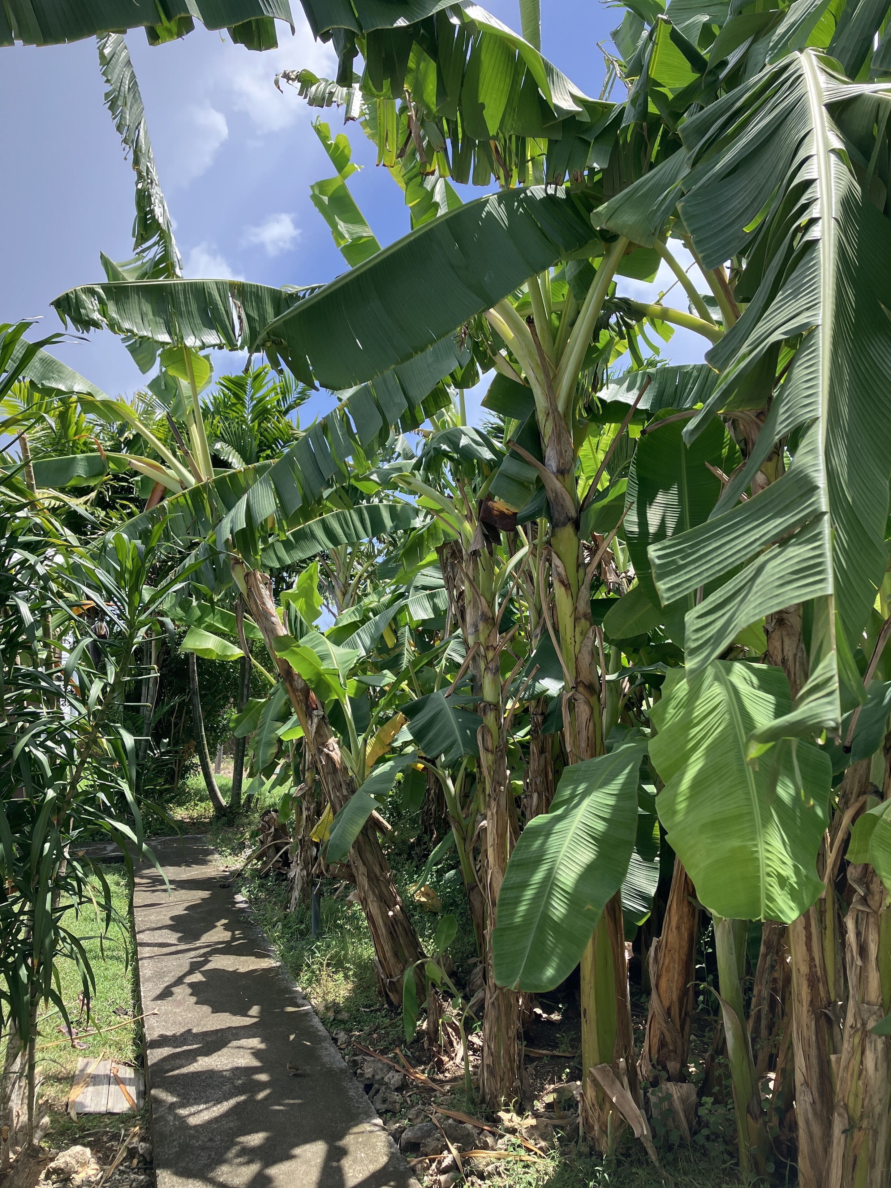 A pathway lined with banana trees.