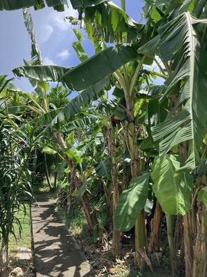 Garden - Gite Ty Koko Gadeloupe (Saint-François)
