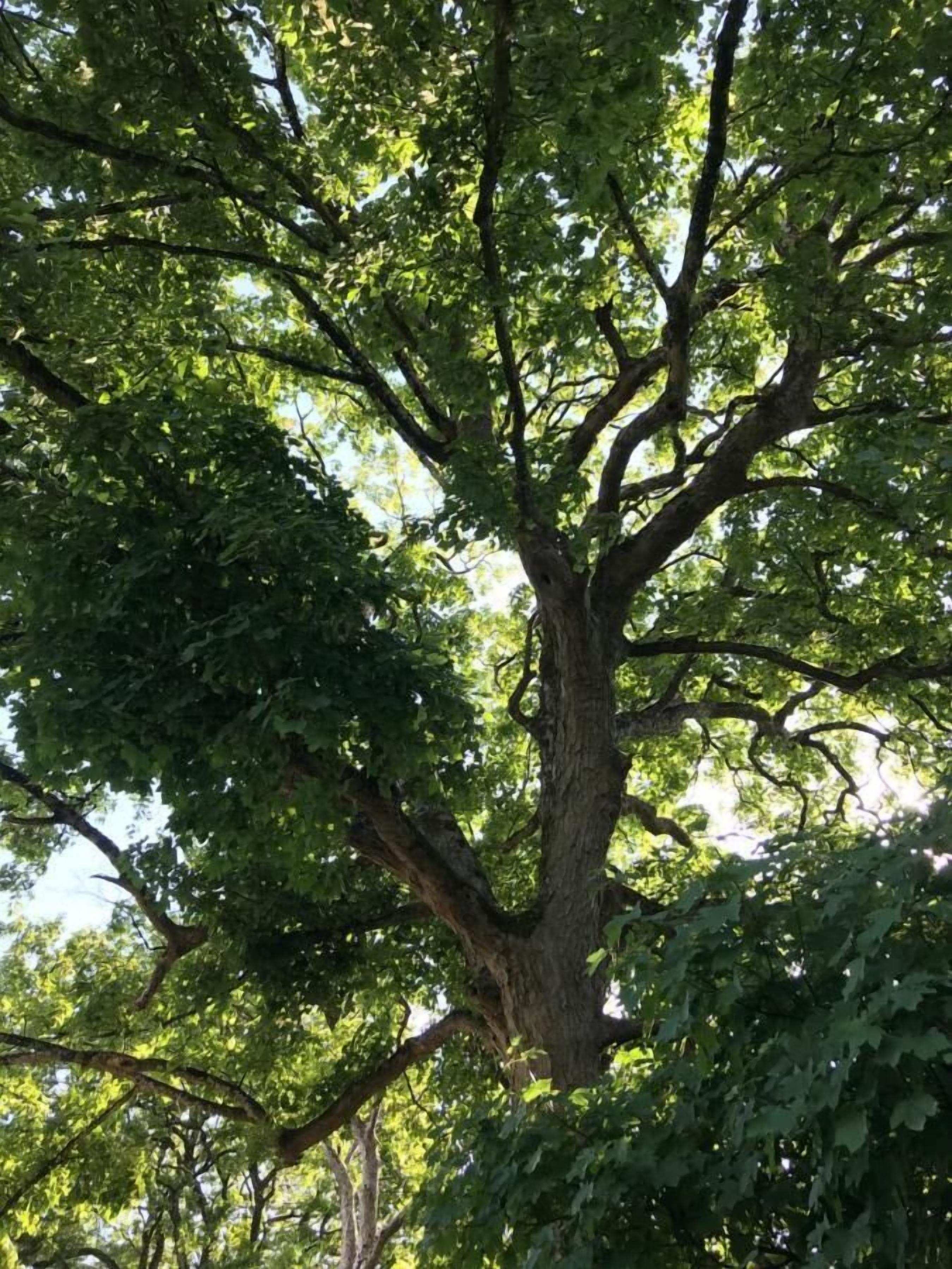 Een grote boom met weelderig groene bladeren.