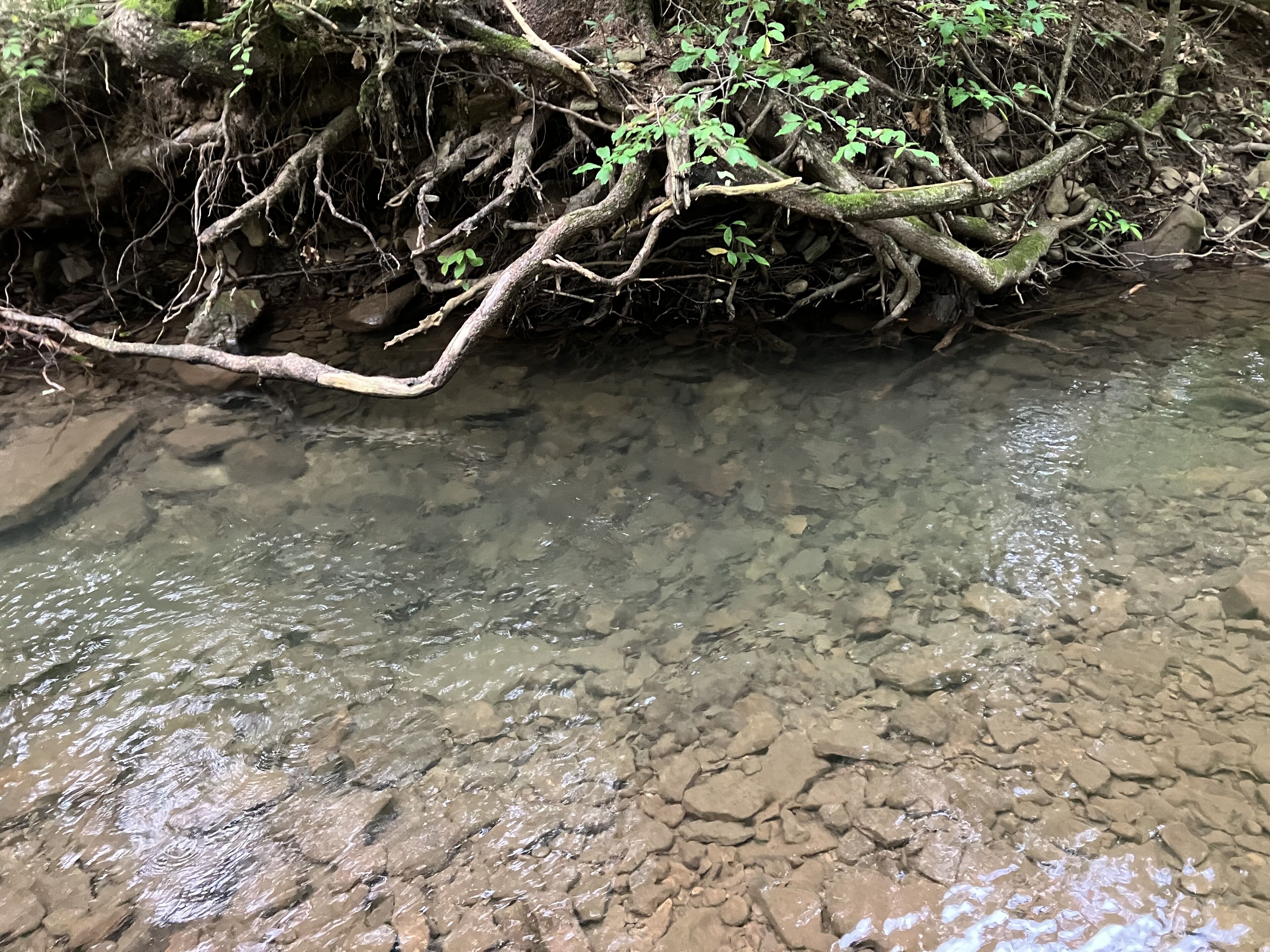 A clear stream with visible rocks and branches overhanging.