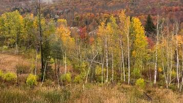 A landscape with a pond, trees with autumn foliage, and a hill in the background.