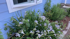 A garden with flowering plants in front of a blue house.