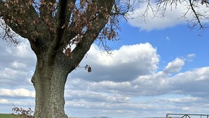 A bench under a tree by a path with a fence and wind turbines in the distance. - Gemütliche Ferienwohnung im Grünen (Alsfeld)