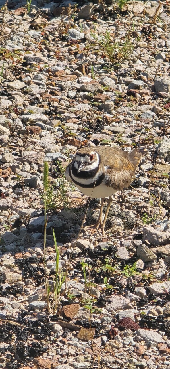 A bird standing on a rocky ground with sparse vegetation.