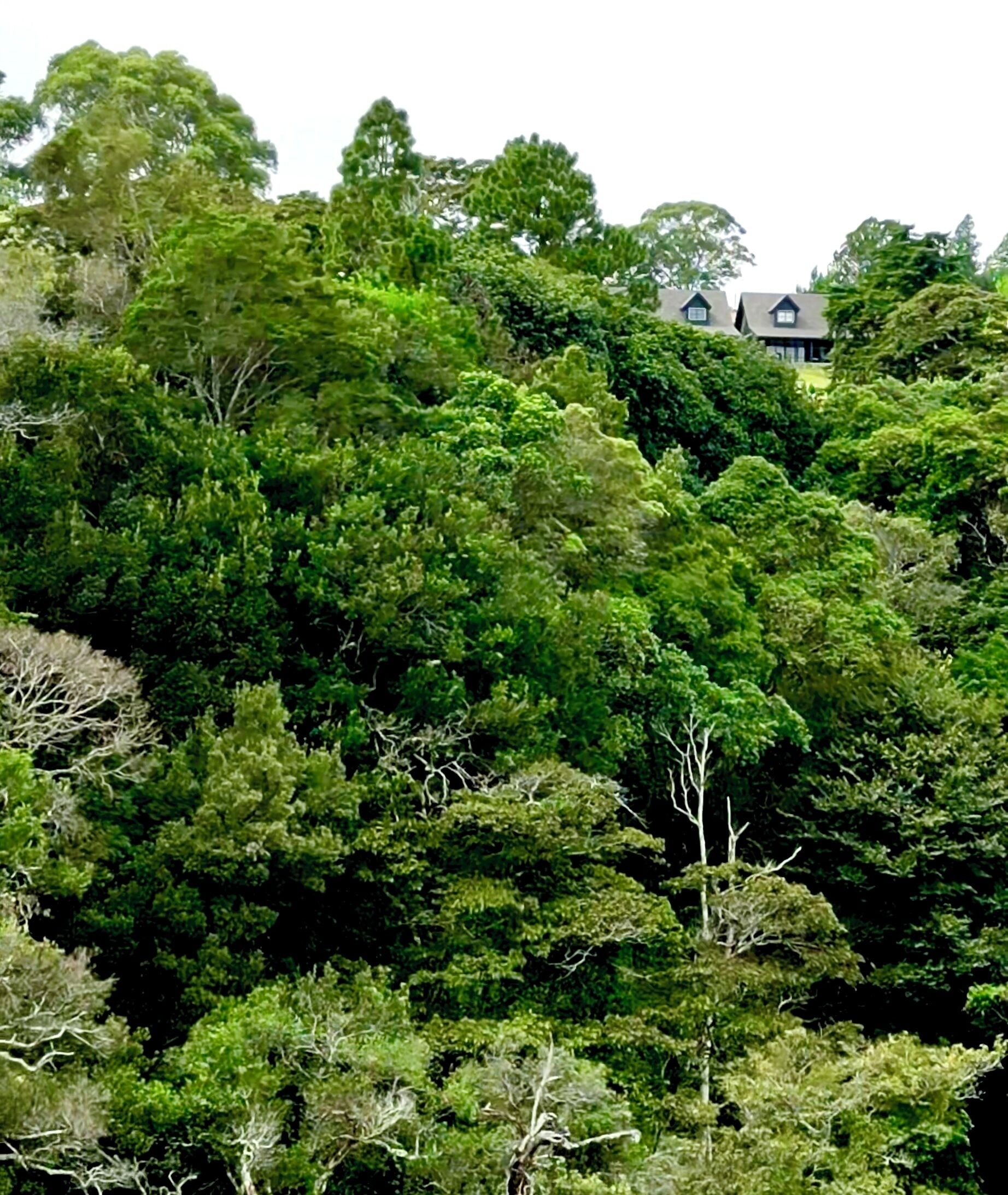 A dense forest with a building partially obscured by trees.