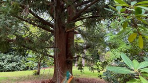 Una hamaca colgada de un árbol grande en un jardín.