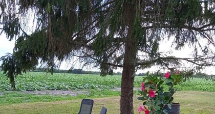 GĂźte "les volets bleus" : calme et grands espaces au coeur du Pignada landais