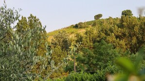 A swimming pool surrounded by greenery and stone tiles. - La moraiola - Characteristic Tuscan barn (Toscana)
