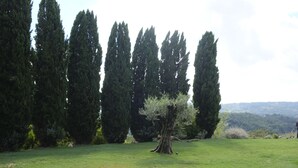 Een grasveld met hoge bomen en een heldere lucht.
