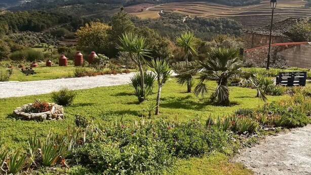A rural landscape with a dirt path, palm trees, and a stone wall. - Casa Lourival (Penalva do Castelo)