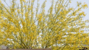 A concrete wall with a welcome sign to Willow House, a patio area with tables and chairs, and a backdrop of yellow flowering trees. - Willow House (Terlingua)