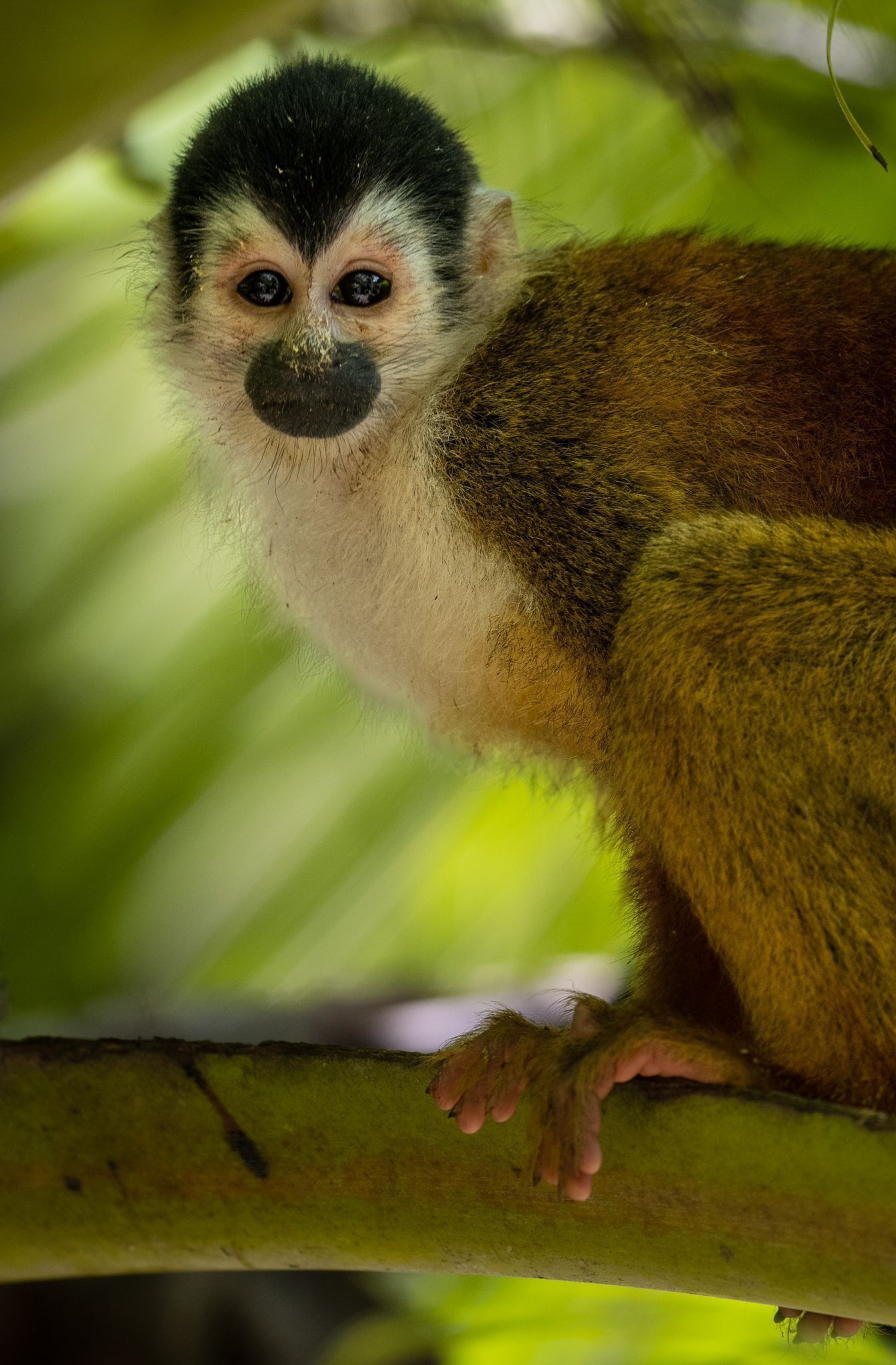 A monkey with a black and white face, brown fur, and a green leafy background.