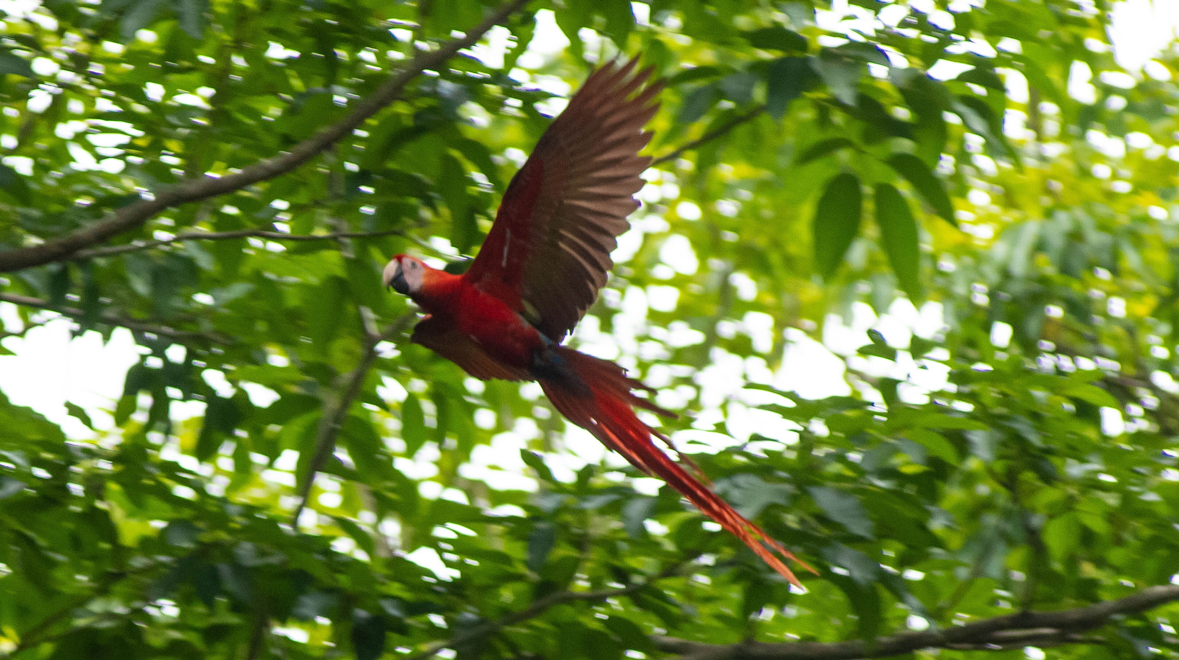 Un loro en vuelo con follaje verde al fondo.